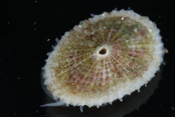 Media type: image;   Malacology 393853 Description: live specimen;